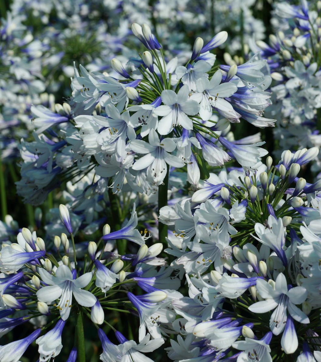 🎁New Year Sale🎁Agapanthus ‘Twister’