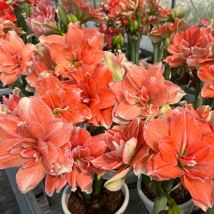 🌺Double-Petaled Perfume Amaryllis Bulbs – The Queen of Flowers 🌺