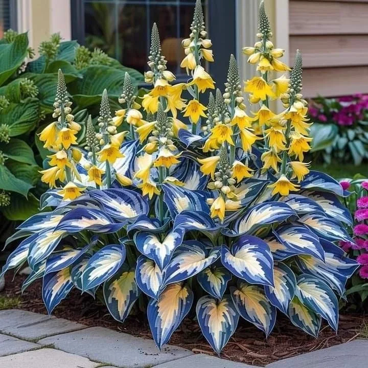 🌈🔥 Limited Edition Rainbow Flame Hostas -Rare Multicolor Foliage🌸