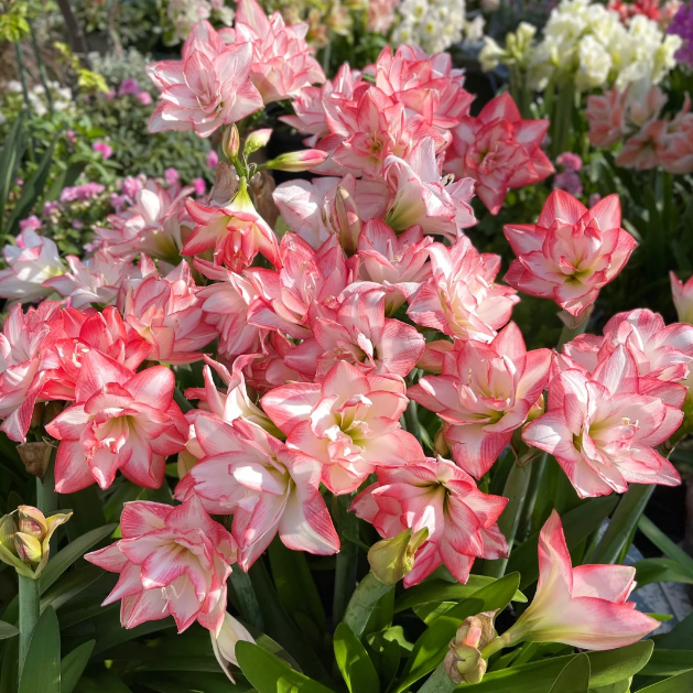 🌺Double-Petaled Perfume Amaryllis Bulbs – The Queen of Flowers 🌺
