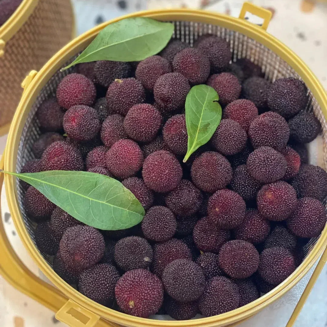 Black Bayberry Seeds