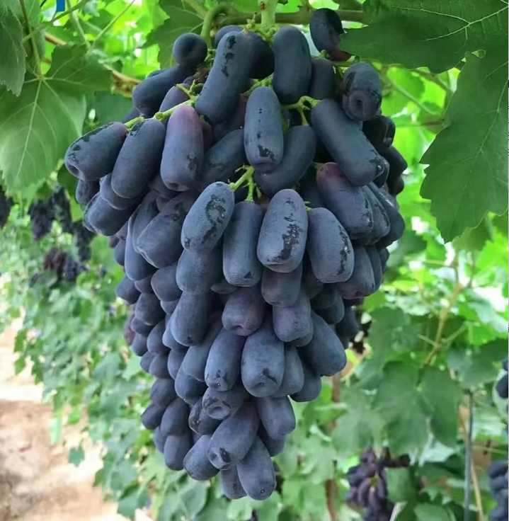 🍇Potted Grape Vine Seeds