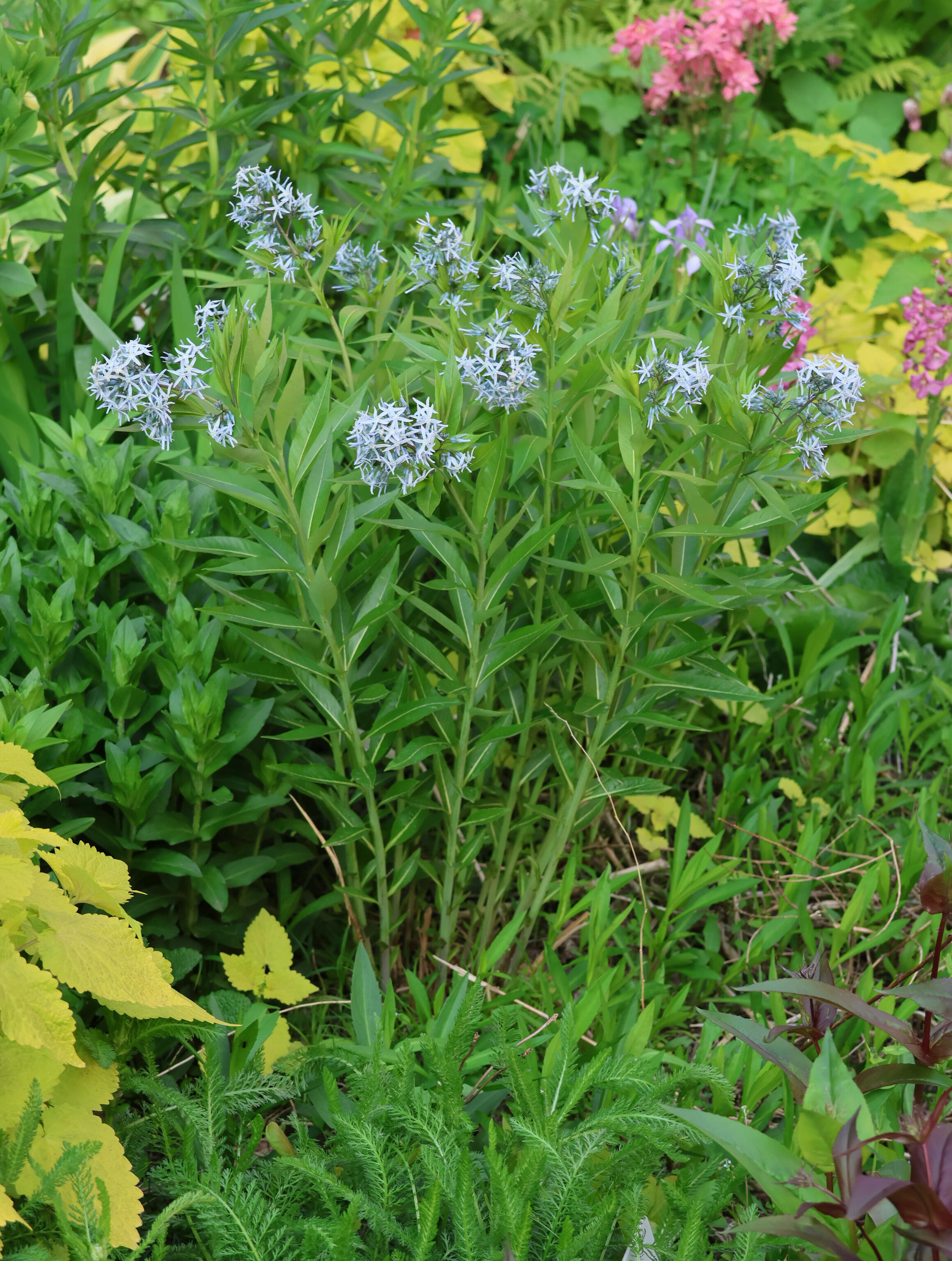 Licorice - A star representative of low-maintenance plants