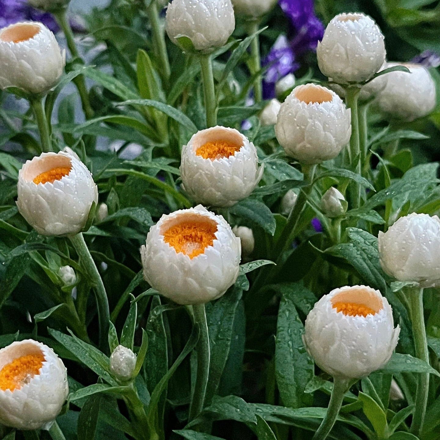 Strawflower Seeds Xerochrysum Bracteatum