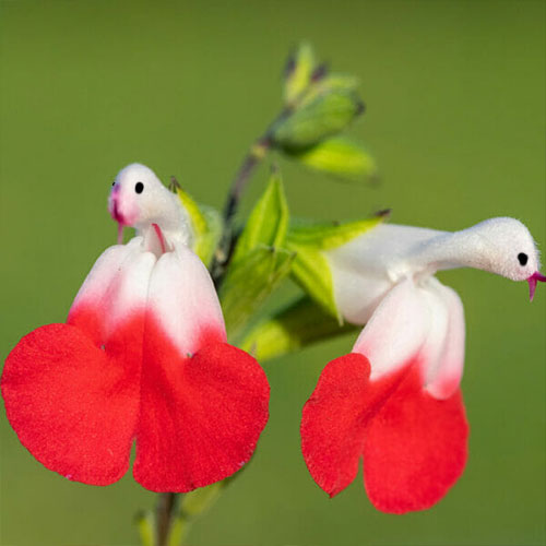 Salvia microphylla 'Hot Lips'