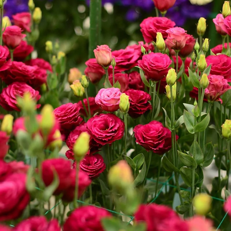 🌺 Lisianthus (Thornless Rose) — Elegance, Color & Year-Round Beauty