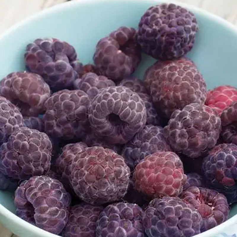 Giant Raspberry Seeds -92% Germination🌱