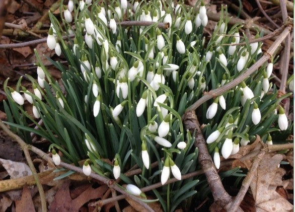 Snowdrop Flower Seeds,50pcs/pack