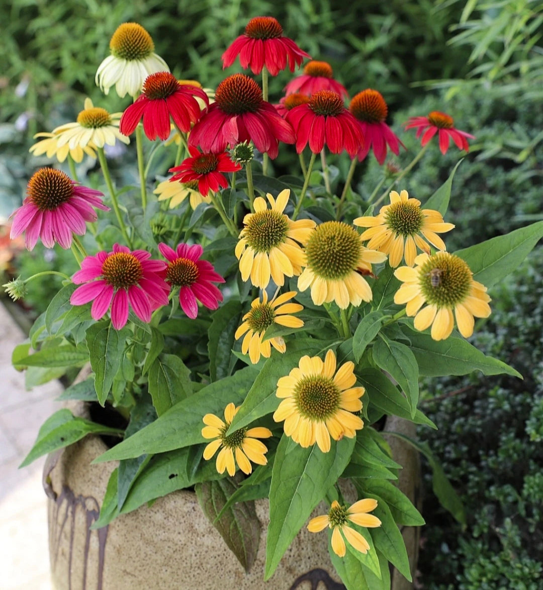 Purple Coneflower Seeds Echinacea Purpurea Seeds