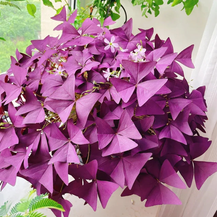💜Purple Luck Oxalis Bulbs