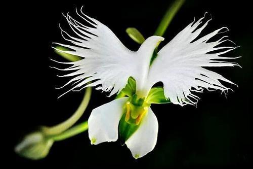Habenaria radiata