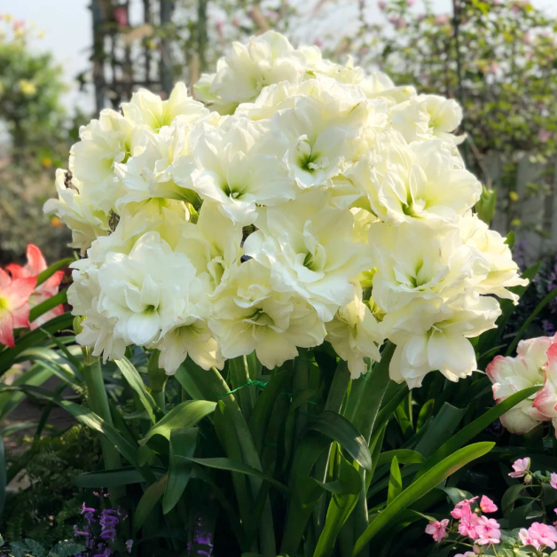 🌺Double-Petaled Perfume Amaryllis Bulbs – The Queen of Flowers 🌺