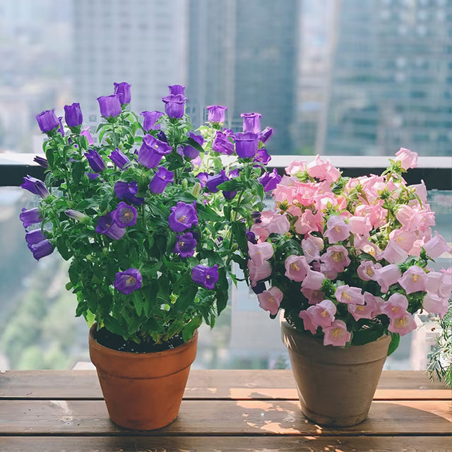 Bellflower Seeds/Canterbury Bells Seeds