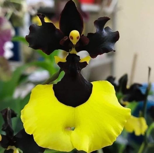 Rare Oncidium Flower Seeds-Jiaho Queen