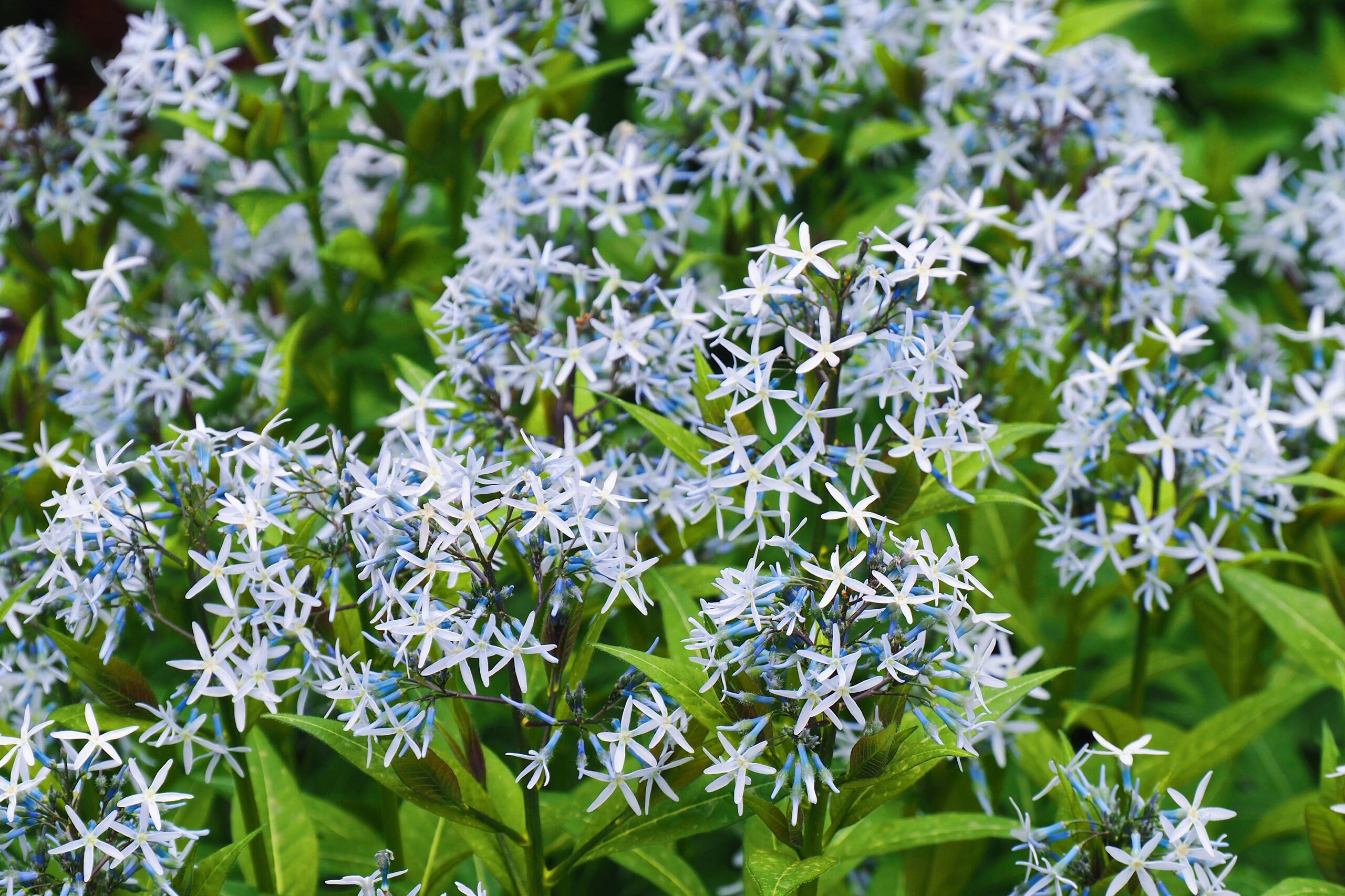 Licorice - A star representative of low-maintenance plants
