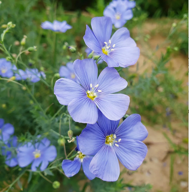 Perennial Blue Flax Seeds, Linum Perenne