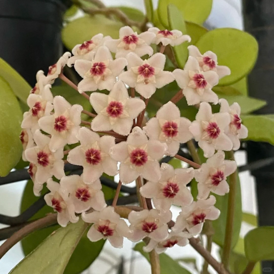 ⭐️Hoya Carnosa Flower Seeds 丨Star-shaped Flower Ball