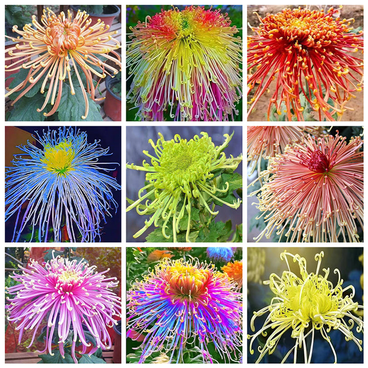 Rare Golden Chrysanthemum Seeds-Longevity Flower💞