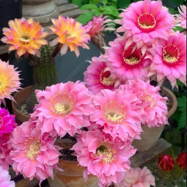 Prickly Pear🌺Flowering Varieties