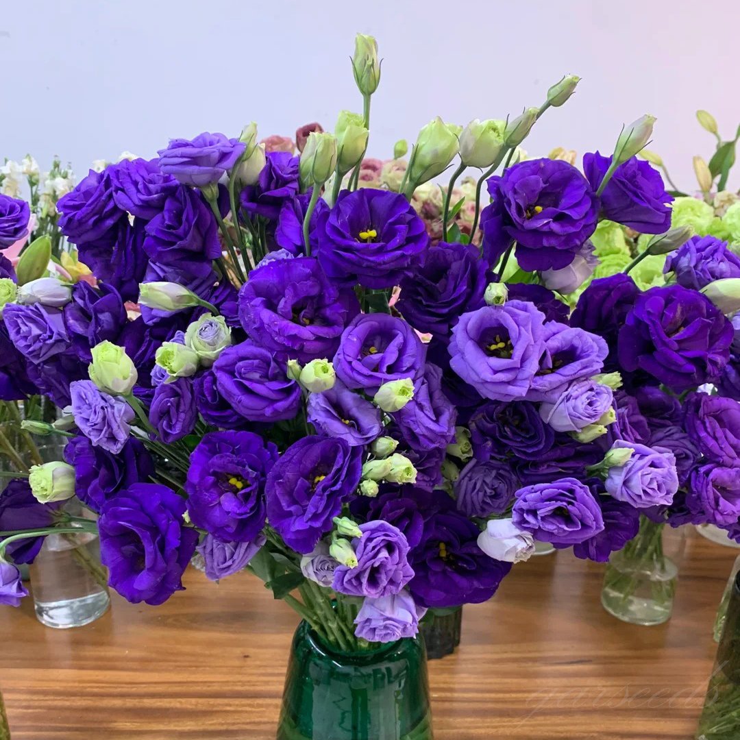 🌺 Lisianthus (Thornless Rose) — Elegance, Color & Year-Round Beauty