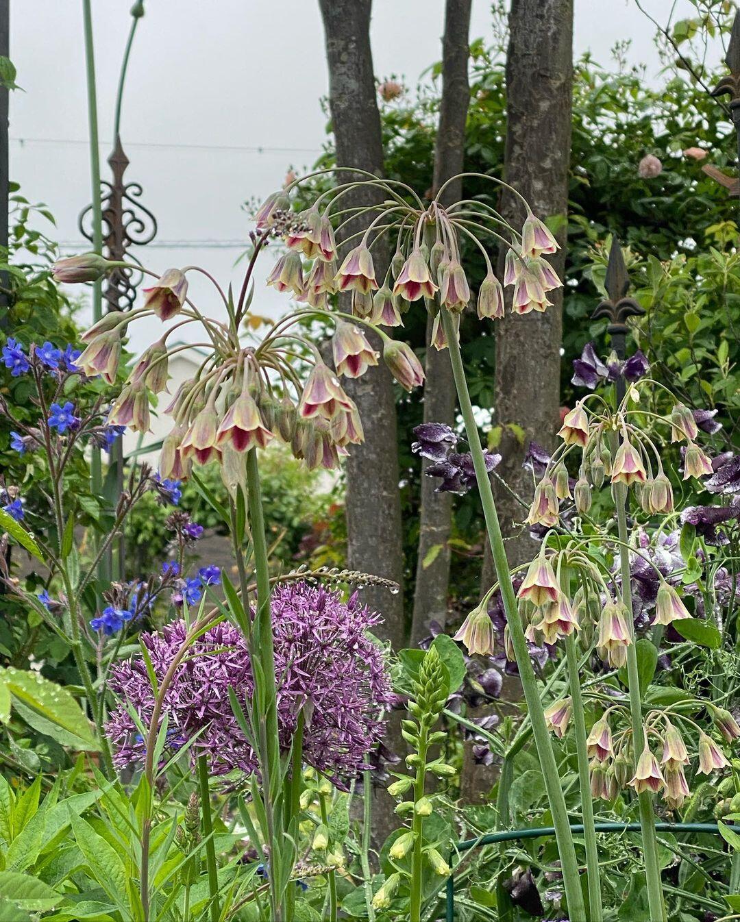 Sicilian Honey Garlic (Bee Lily) Seeds