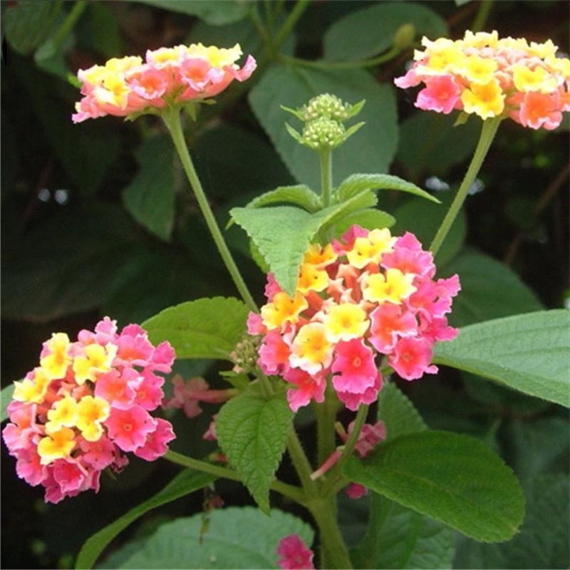 Egrow 30 Pcs/Pack Lantana Seeds Lantana Camara Tree Plan Flower Seeds Home Garden Seeds