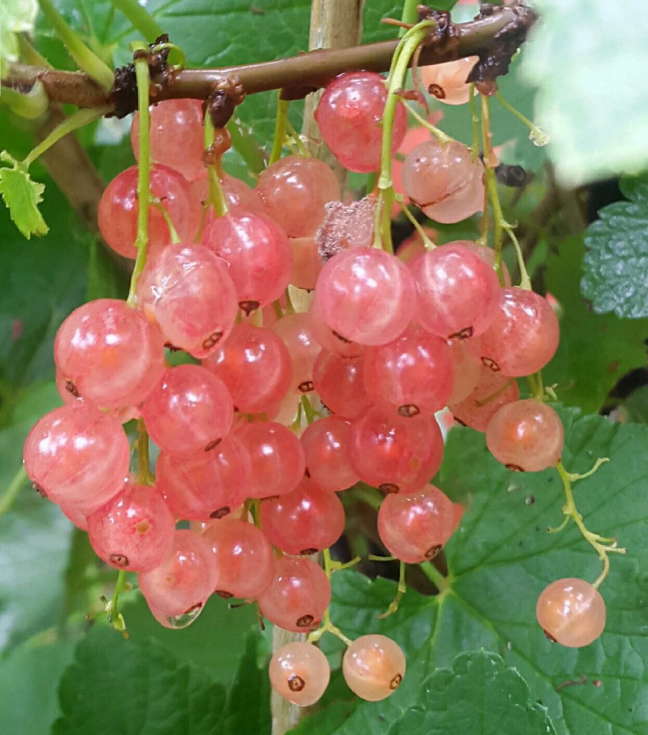 Multicolor Gooseberry Seeds