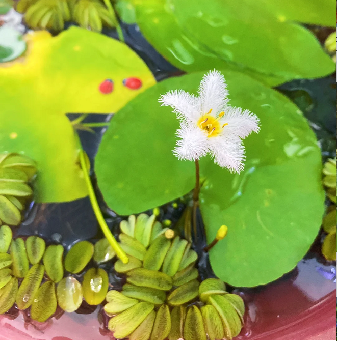 Hydroponic Plants Water Snowflake