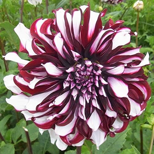 Tartan Dinnerplante Flowering Dahlia