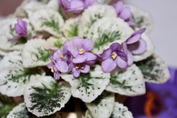 Mixed Miniature Variegated African Violet Seeds