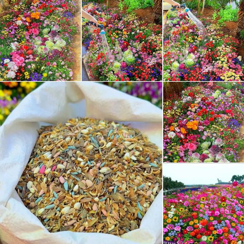 🌸Mixed Perennial Flowers Seeds-Over 60 kinds mixed