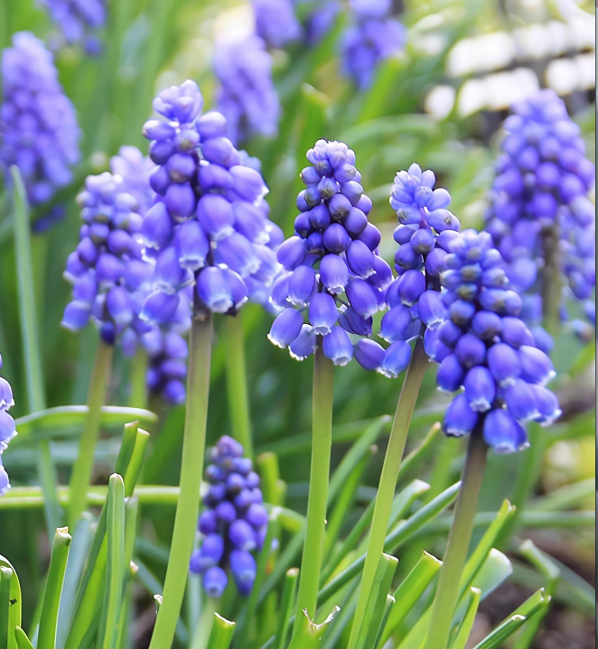 Grape Hyacinth Seeds