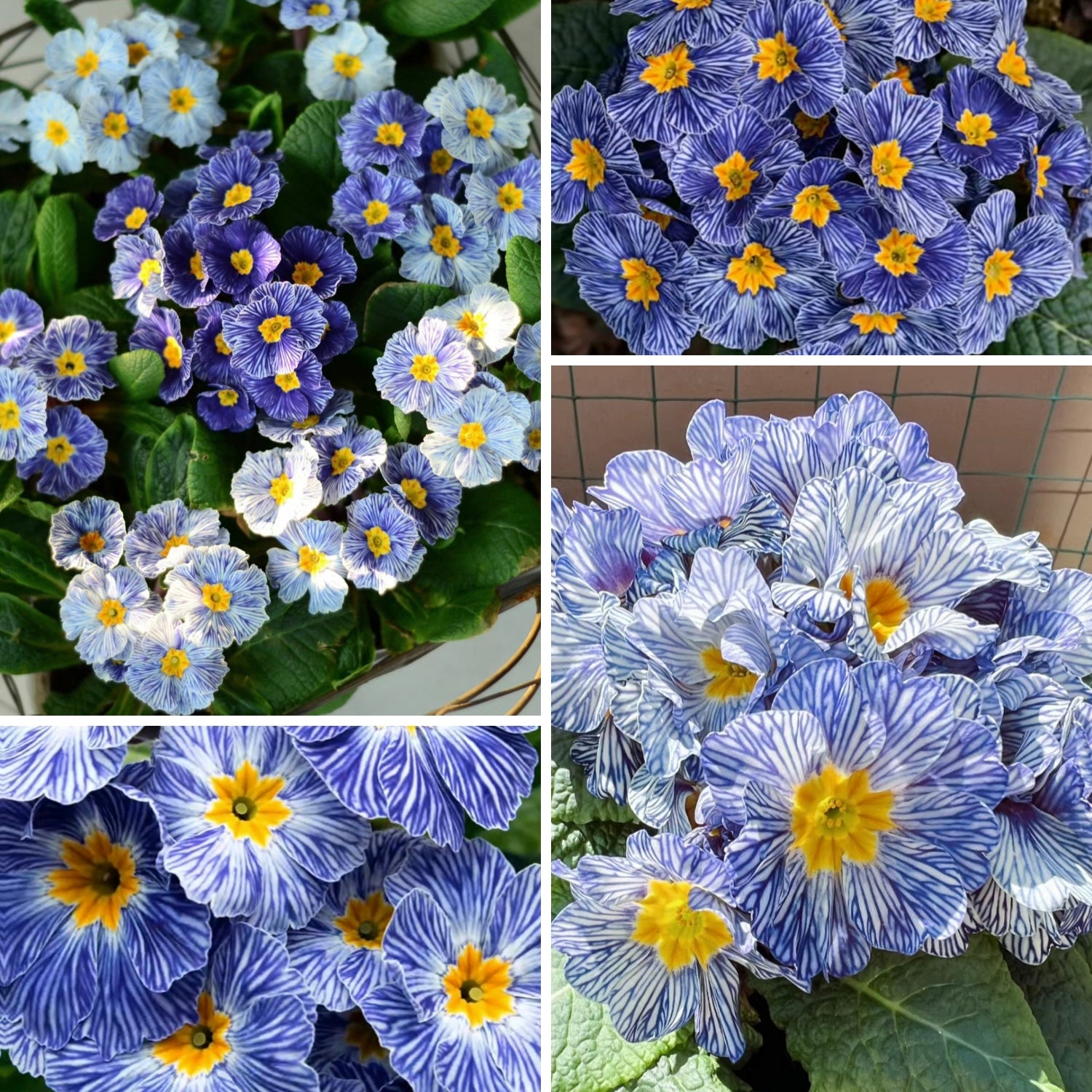Primula Seeds Blue Zebra Primrose Seeds