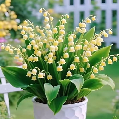 💐Lily of the Valley—Happiness Arrives