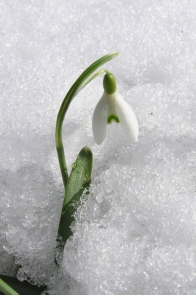 Snowdrop Flower Seeds,50pcs/pack