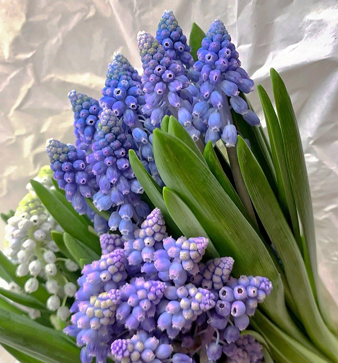 Grape Hyacinth Seeds