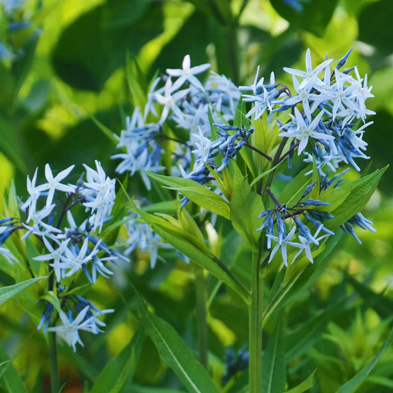Licorice - A star representative of low-maintenance plants