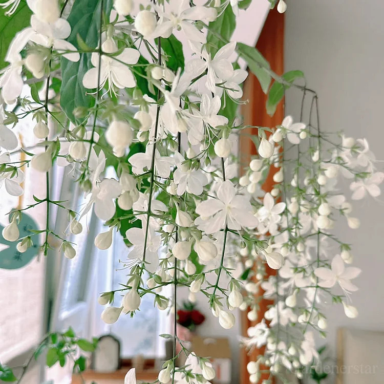 🌸Weeping Jasmine Seeds - White Jade Butterfly🌿❄️