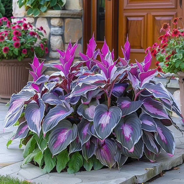 🌈🔥 Limited Edition Rainbow Flame Hostas -Rare Multicolor Foliage🌸