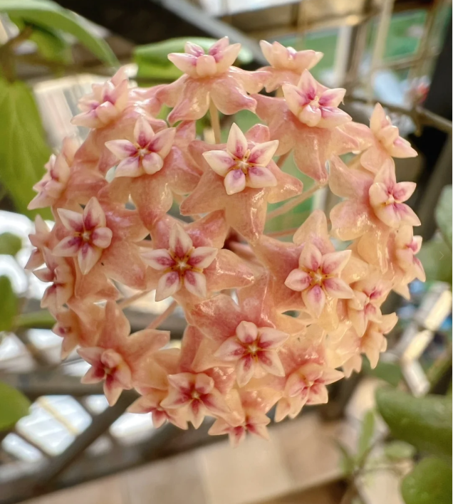 ⭐️Hoya Carnosa Flower Seeds 丨Star-shaped Flower Ball