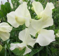 ROYAL WEDDING SWEET PEA SEED