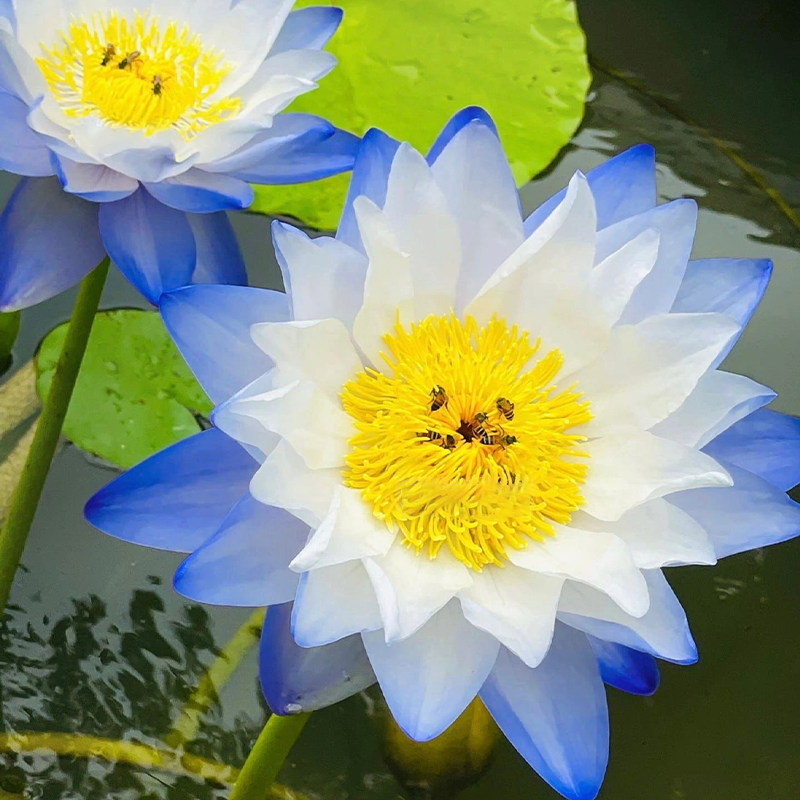 Nymphaea Gigantea Hook-Australian Giant Lotus