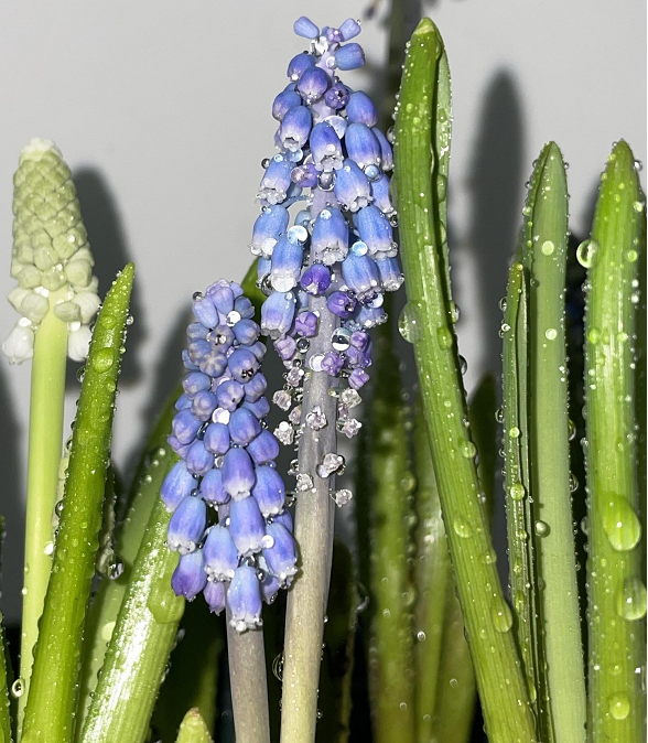 Grape Hyacinth Seeds