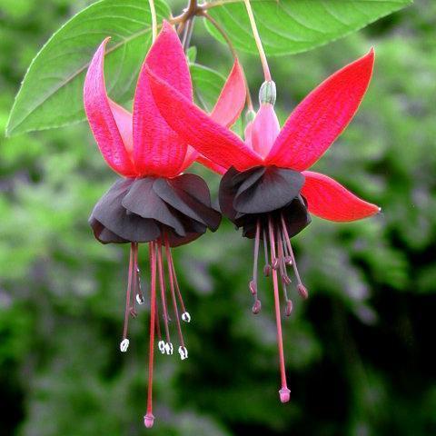 Fuchsia Flowers Seeds Lantern Flower, Bonsai Flower Seeds
