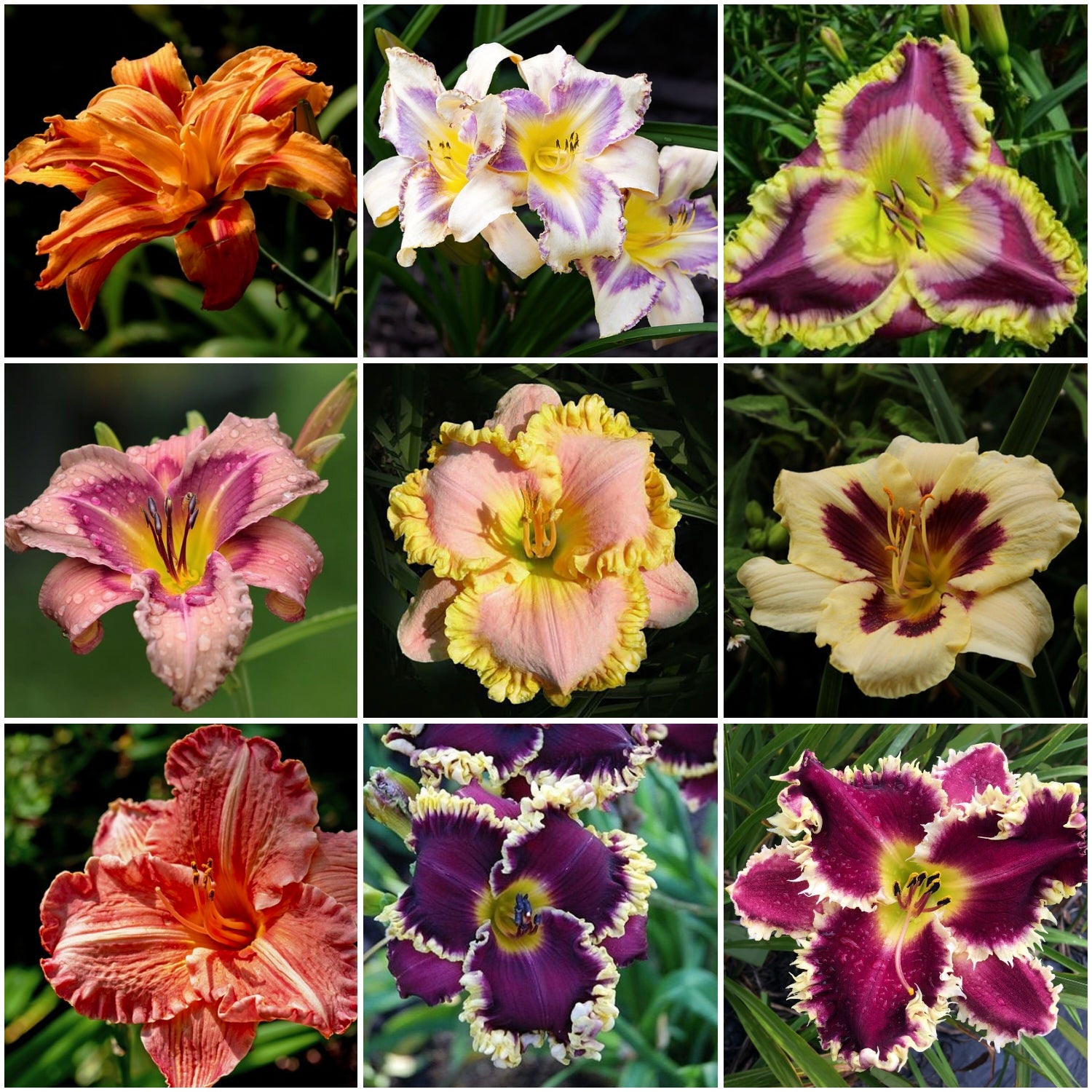 Daylily Hybrid Flowers Seeds, Hemerocallis Hybrid, 20pcs/pack