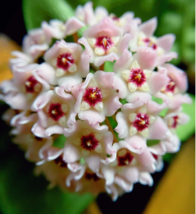 ⭐️Hoya Carnosa Flower Seeds 丨Star-shaped Flower Ball