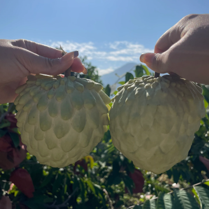 Sugar Apple Seeds