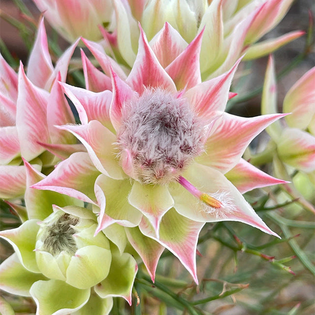 Rare Serruria florida Seeds - Blushing Bride