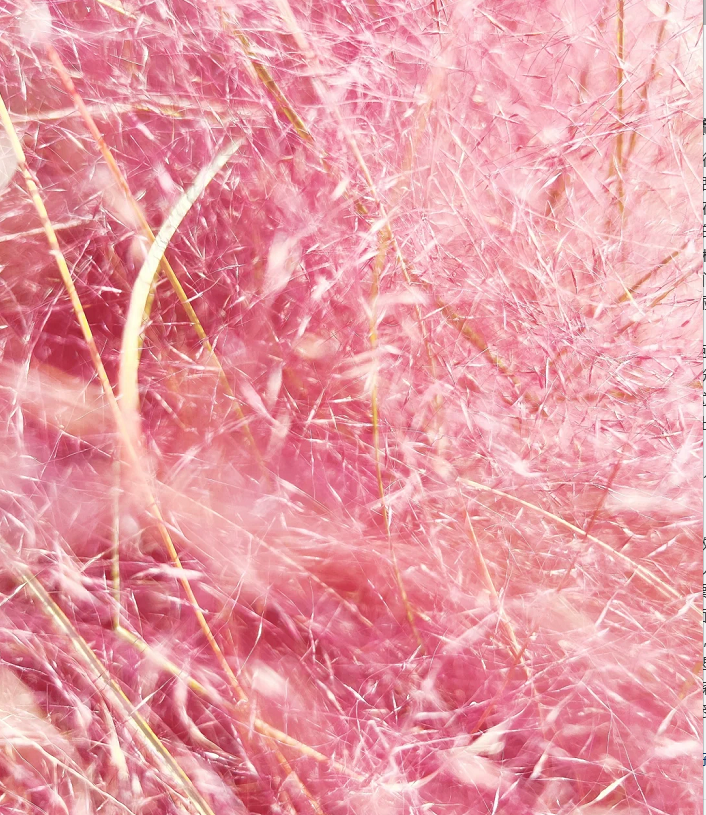 Pink Muhly Grass Seeds