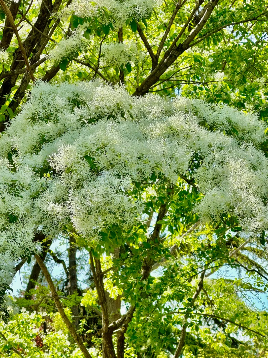 White Fringe Tree-April Snow